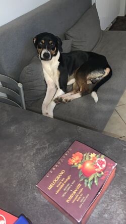 pet