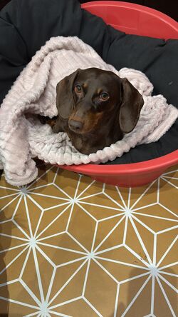 pet